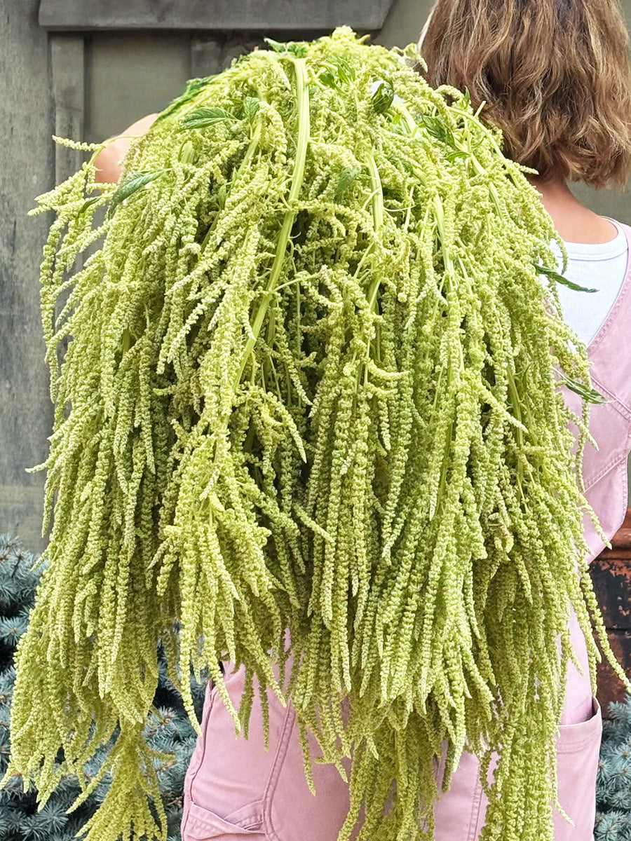 Emerald Tassels Amaranthus