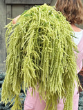 Emerald Tassels Amaranthus