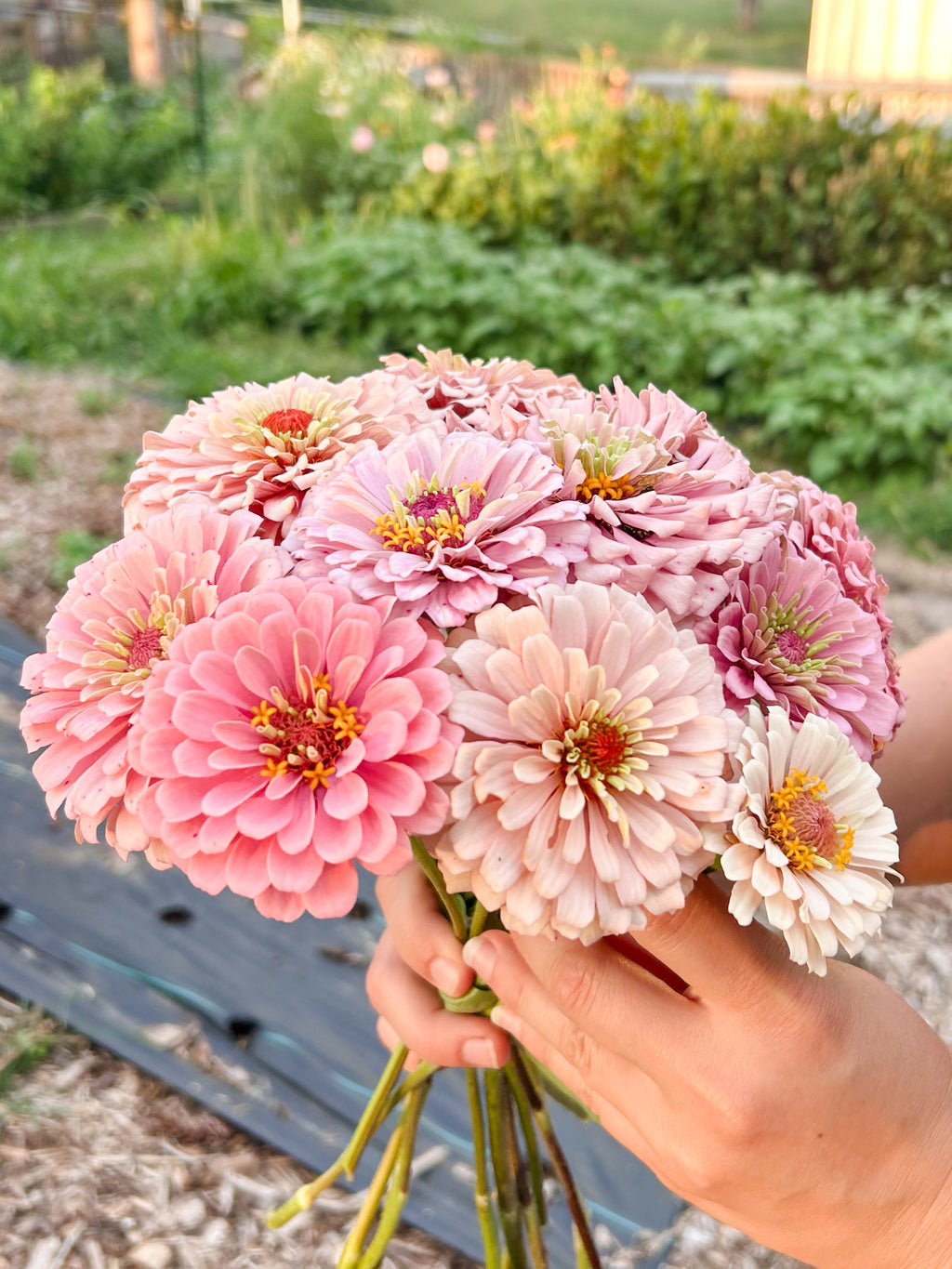Miss Kate Zinnia