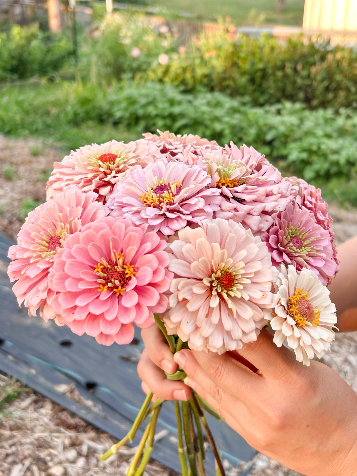 Miss Kate Zinnia