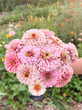 Miss Kate Zinnia