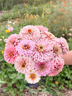 Miss Kate Zinnia