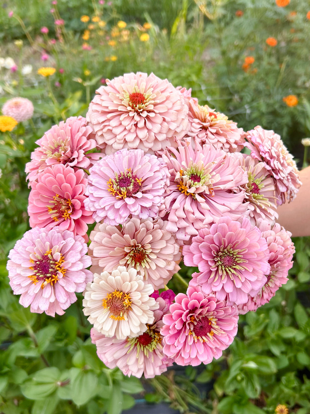 Miss Kate Zinnia