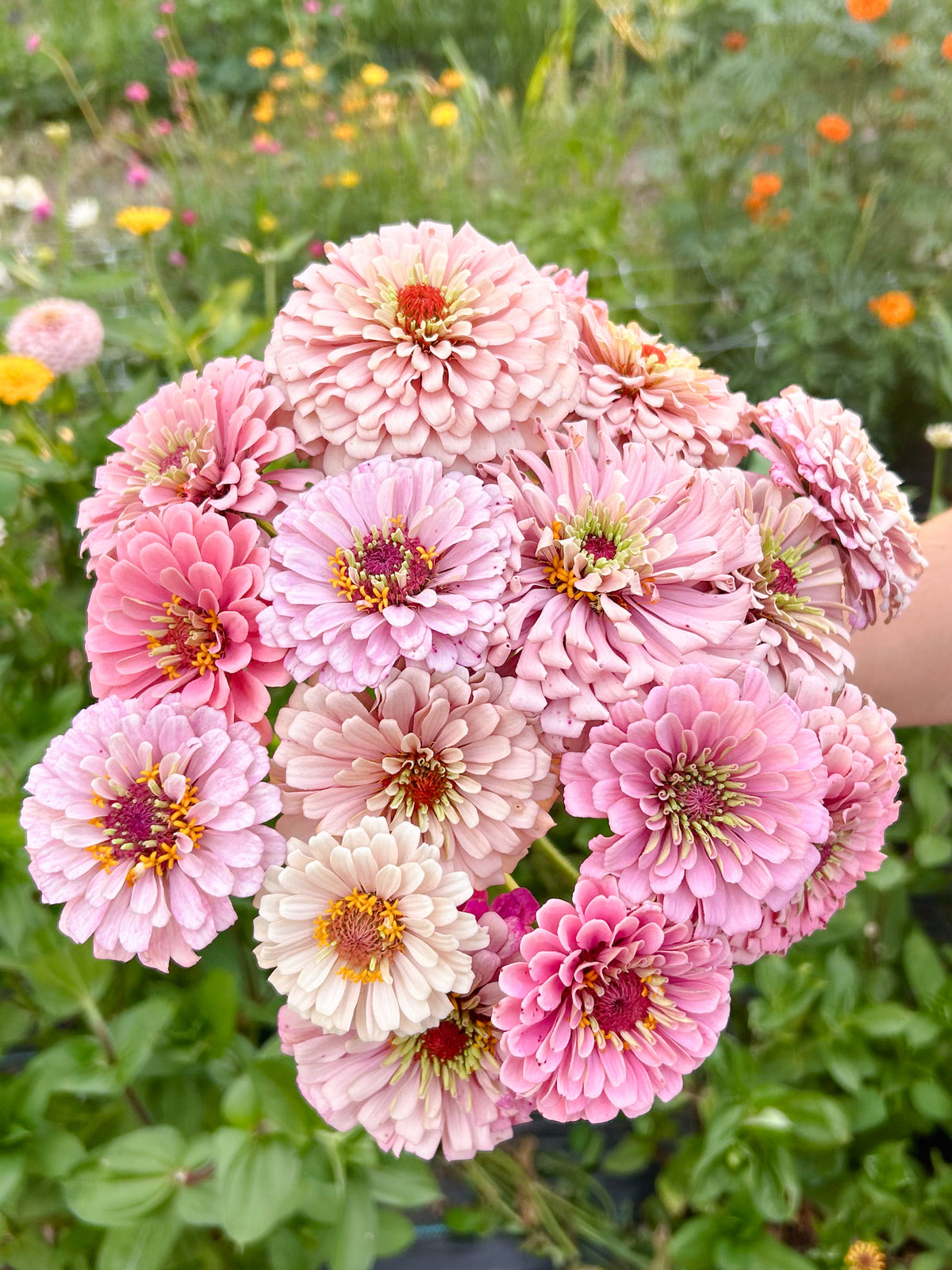 Miss Kate Zinnia