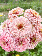 Miss Kate Zinnia