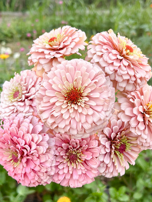 Miss Kate Zinnia