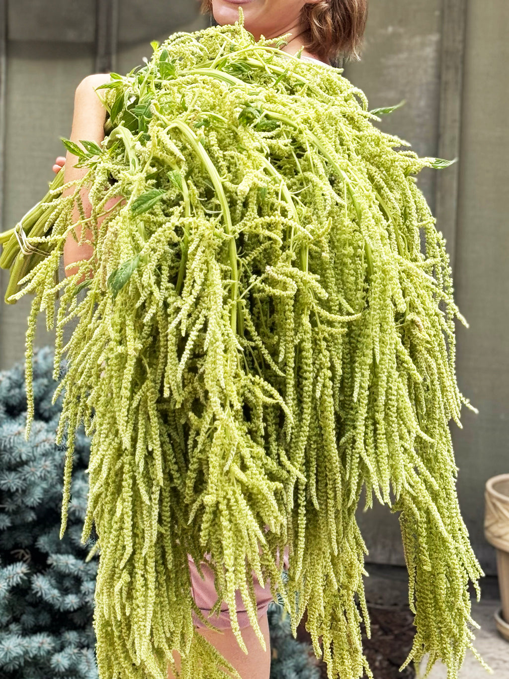 Emerald Tassels Amaranthus