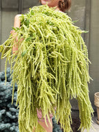 Emerald Tassels Amaranthus