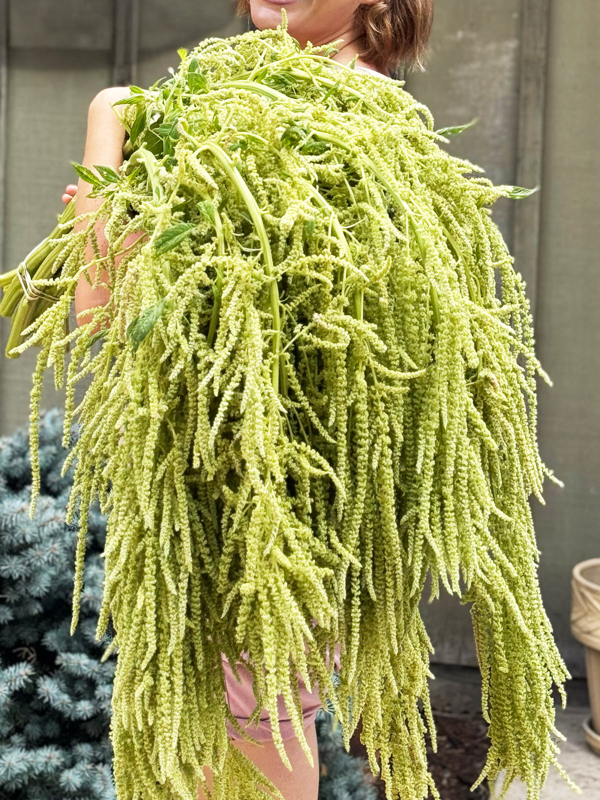 Emerald Tassels Amaranthus