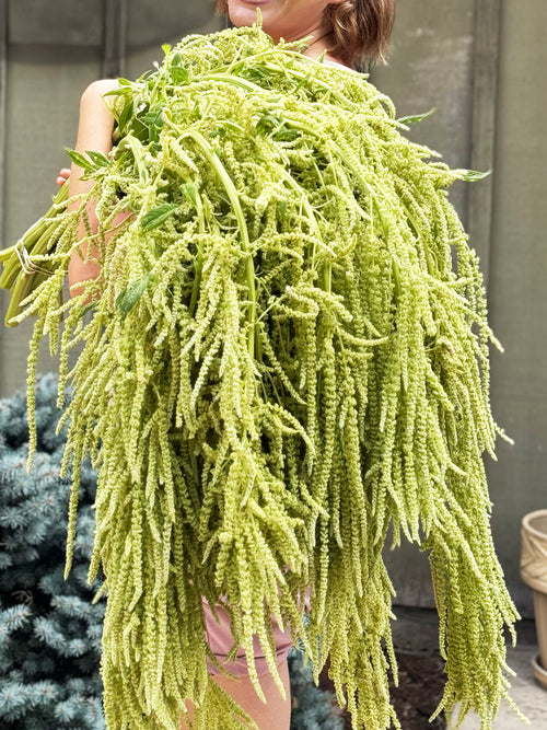 Emerald Tassels Amaranthus
