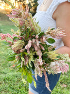 Blushing Meadow Celosia