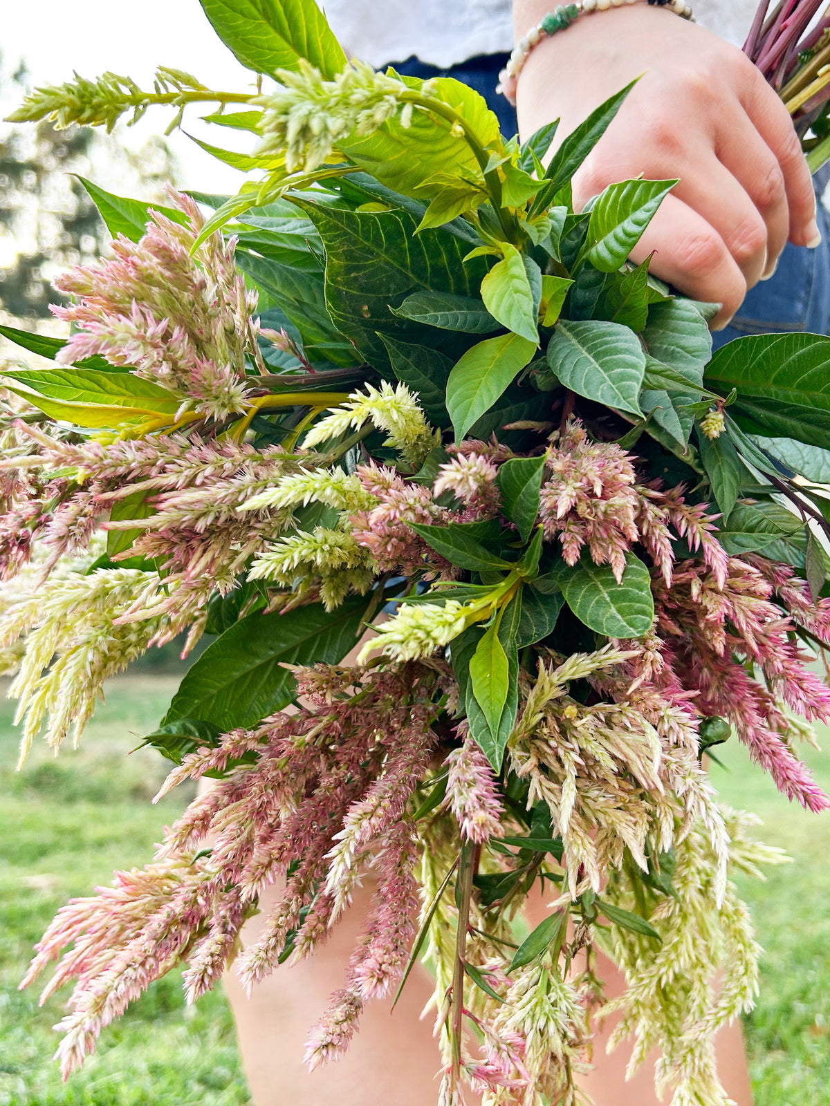 Blushing Meadow Celosia